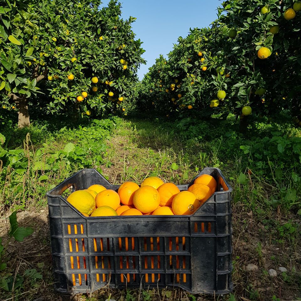 Torna la “Sagra delle arance di Ribera DOP”: cooking show, eventi e degustazioni