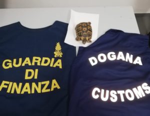 Sigarette e tartaruga. I finanzieri del 1° Nucleo Operativo Metropolitano di Palermo ed i funzionari...