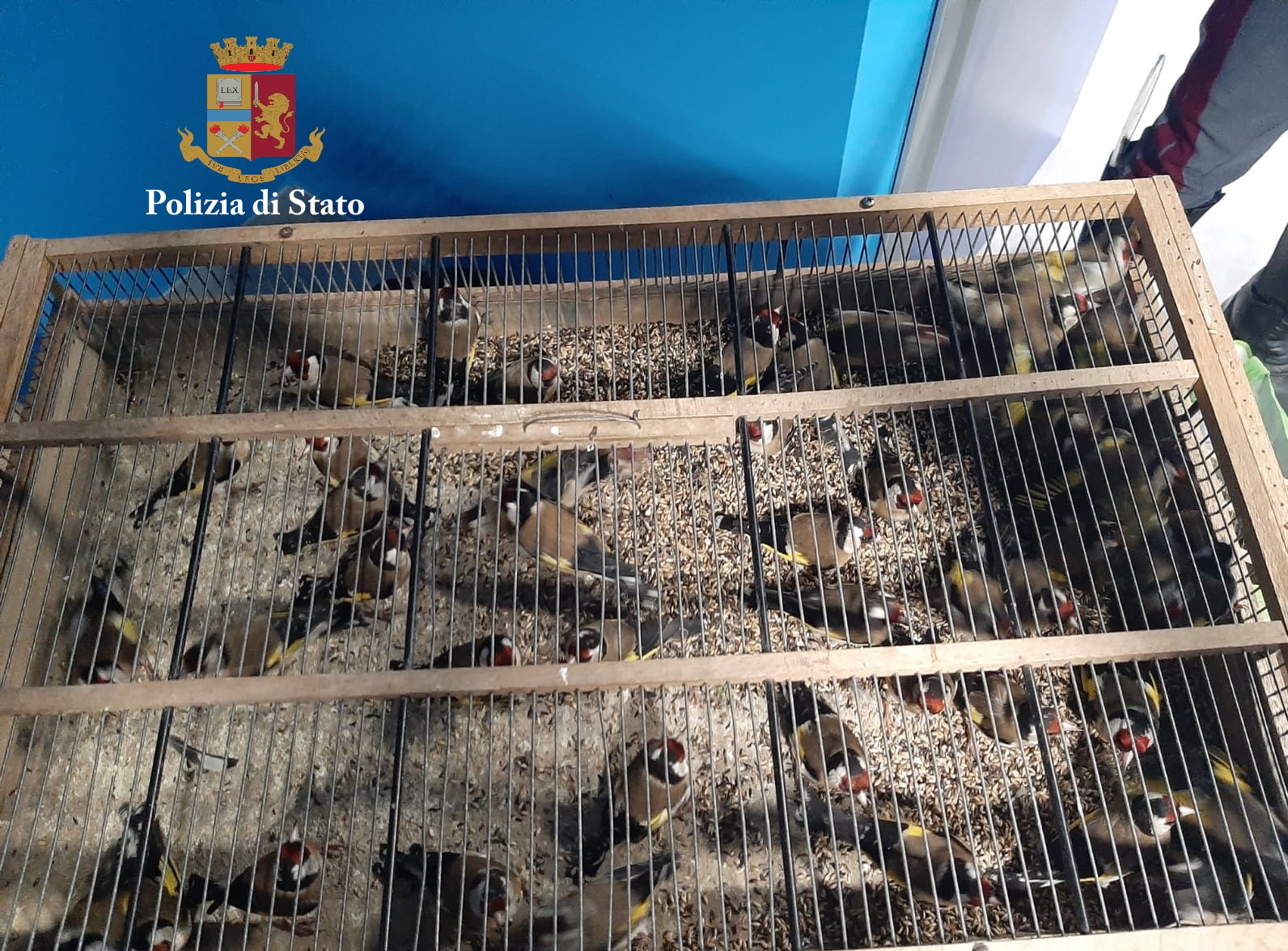 Salvati cardellini sottratti alla fauna selvatica, due denunce