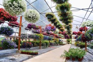 Coronavirus e Florovivaismo