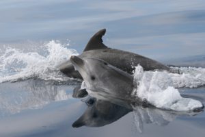 Studiare cetacei nello Stretto