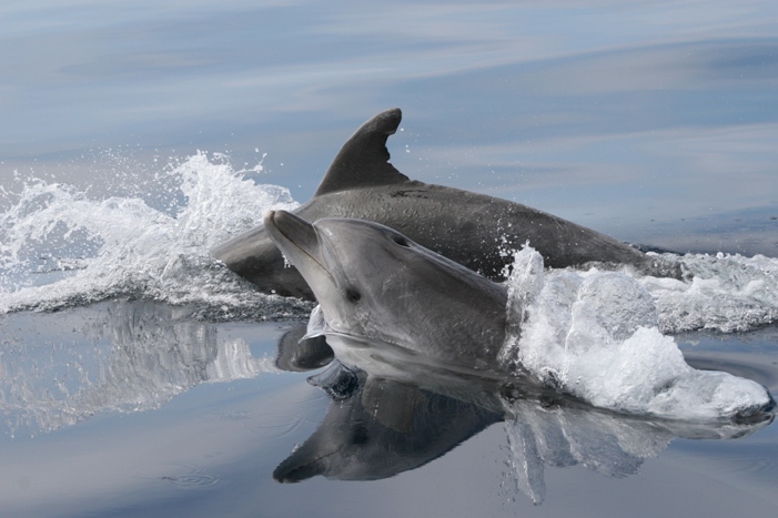 Studiare cetacei nello Stretto di Messina, corsi a partire da giugno