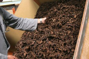 MILANO (ITALPRESS) - British American Tobacco Italia annuncia l'acquisto di 4.500 tonnellate di...