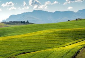 ROMA (ITALPRESS) - Per venire incontro alle difficolta' delle aziende agricole e della pesca, e in...