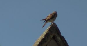 Coronavirus e natura