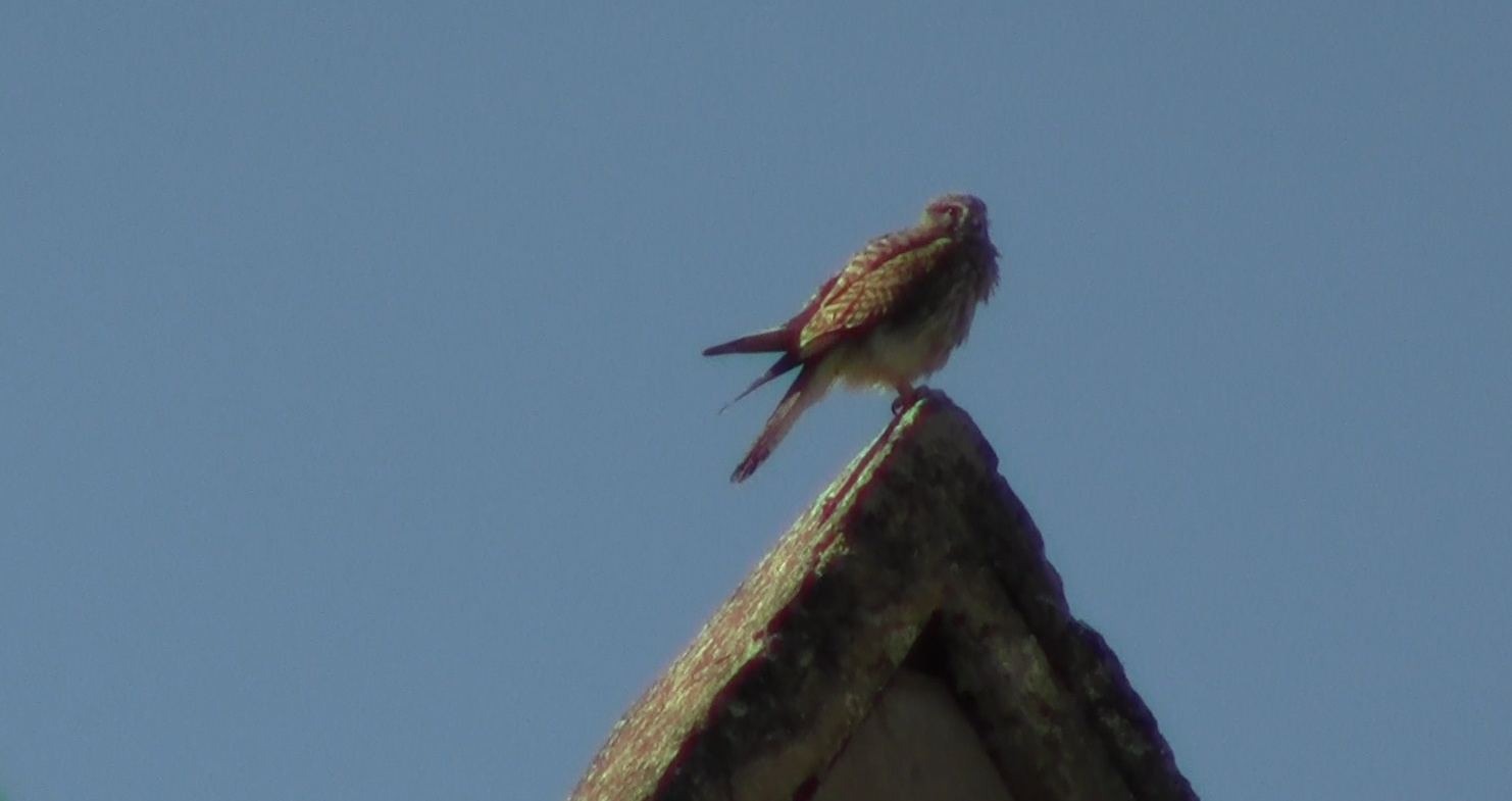 Coronavirus e natura: un gheppio “abita” la Cattedrale di Palermo