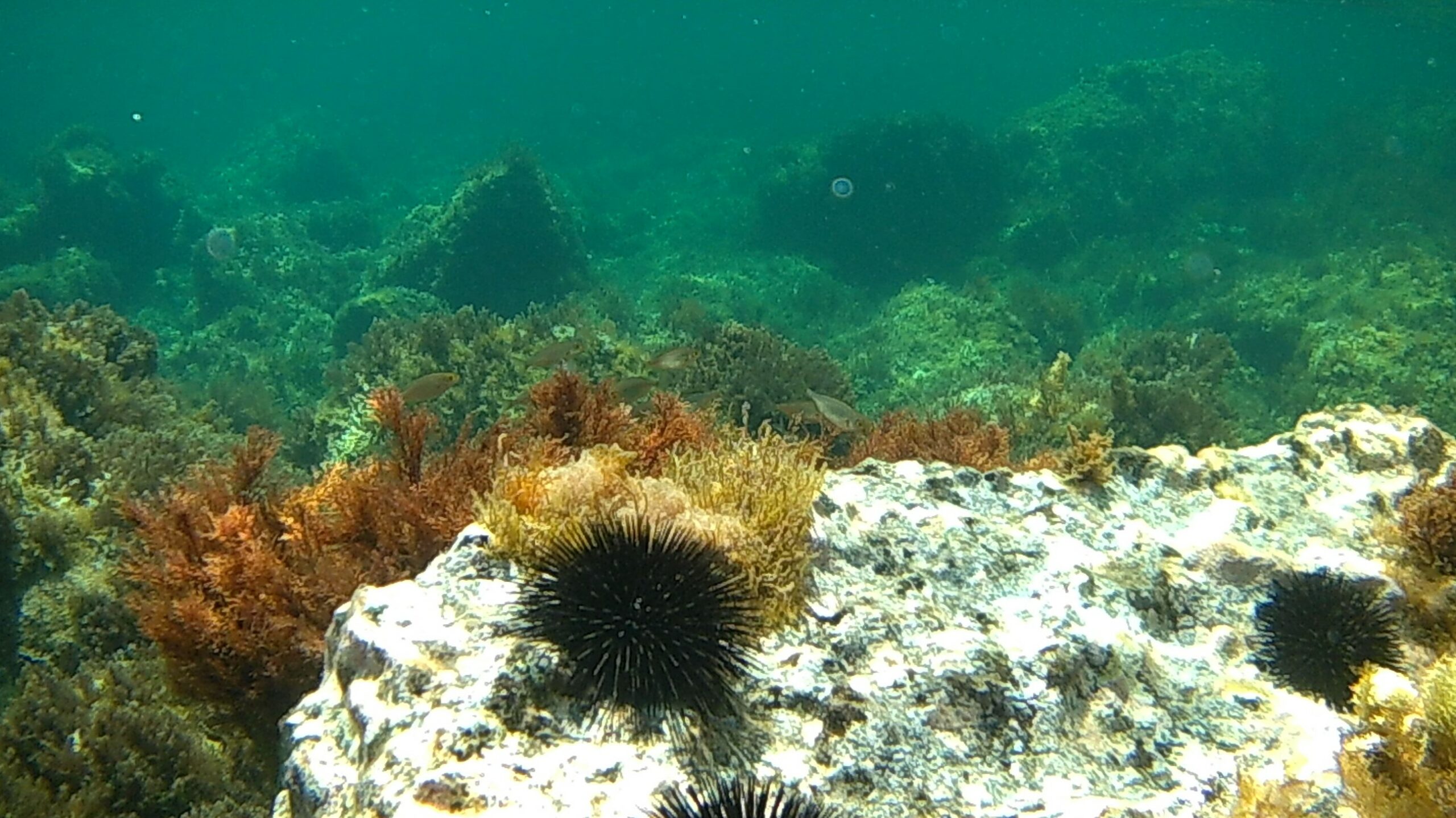 Fermo biologico per i ricci a maggio e giugno, l’appello di WWF Sicilia