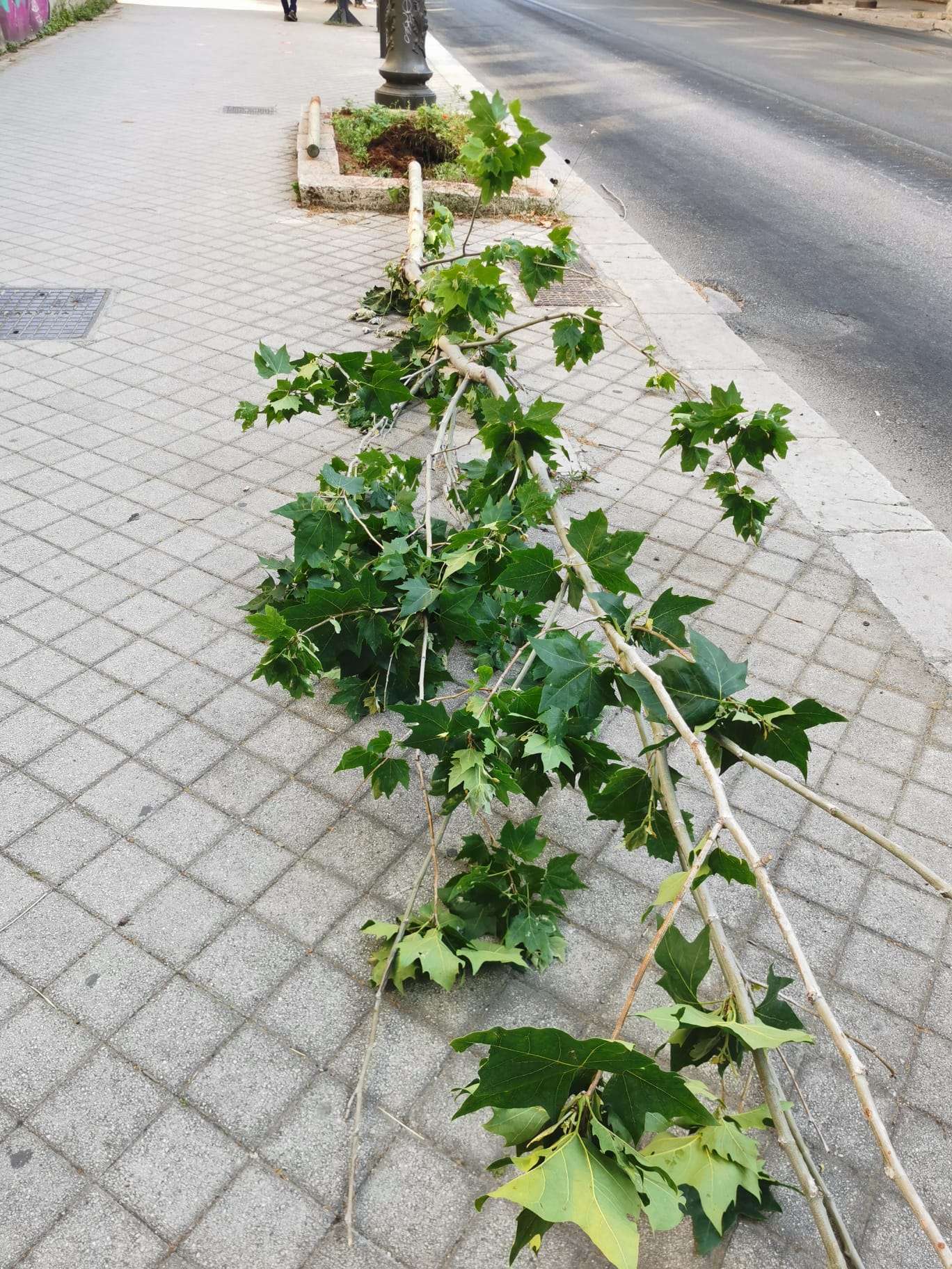 Cinque alberi di via Libertà a Palermo danneggiati da vandali