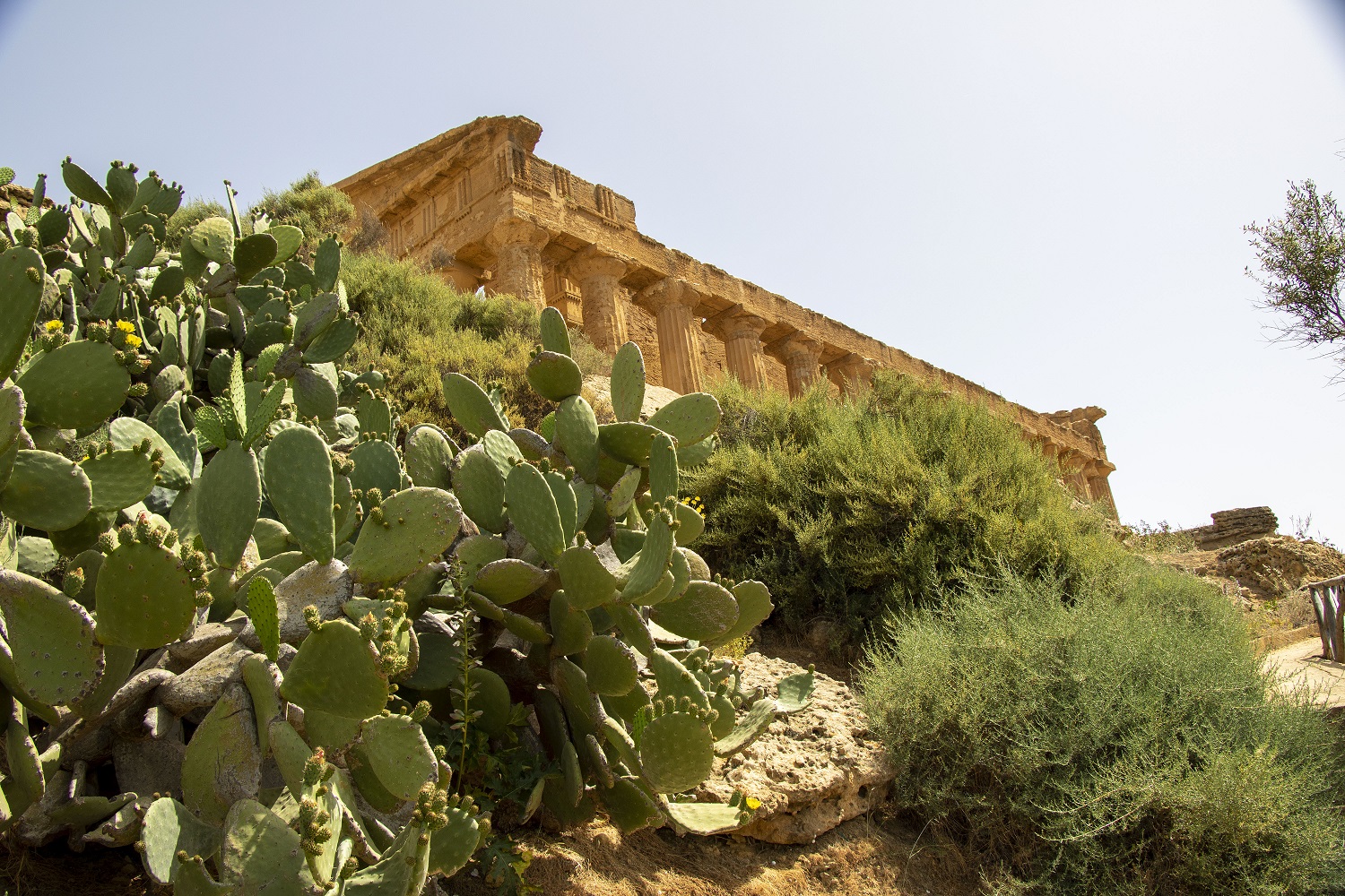 La Natura si è ripresa la Valle dei Templi di Agrigento