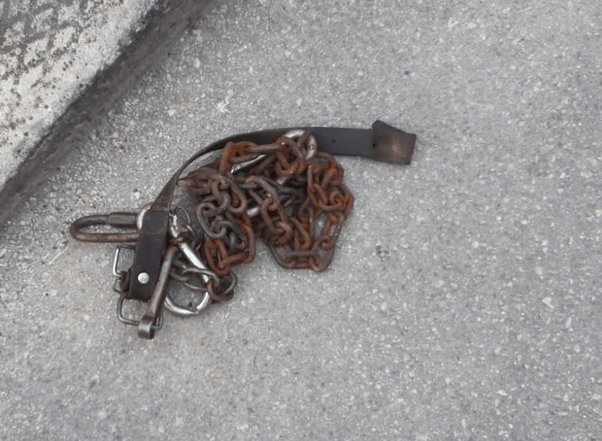 Violenza sugli animali, la storia del cane Matteo: un’azione per chiedere giustizia