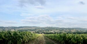 ROMA (ITALPRESS) - Firmato nel pieno rispetto dei tempi definiti dalla normativa nazionale l'accordo...