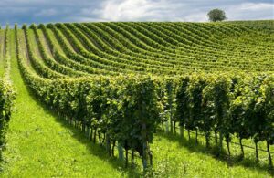 ROMA (ITALPRESS) - Il 29% degli italiani consiglierebbe al proprio figlio di fare l'agricoltore, il...