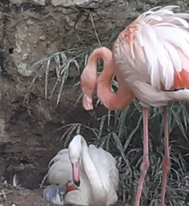 Fenicottero nato in cattività