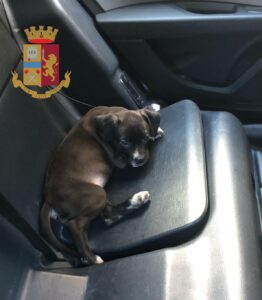 Cucciolo picchiato. La Polizia di Stato ha indagato in stato di libertà un cittadino rumeno di 46...