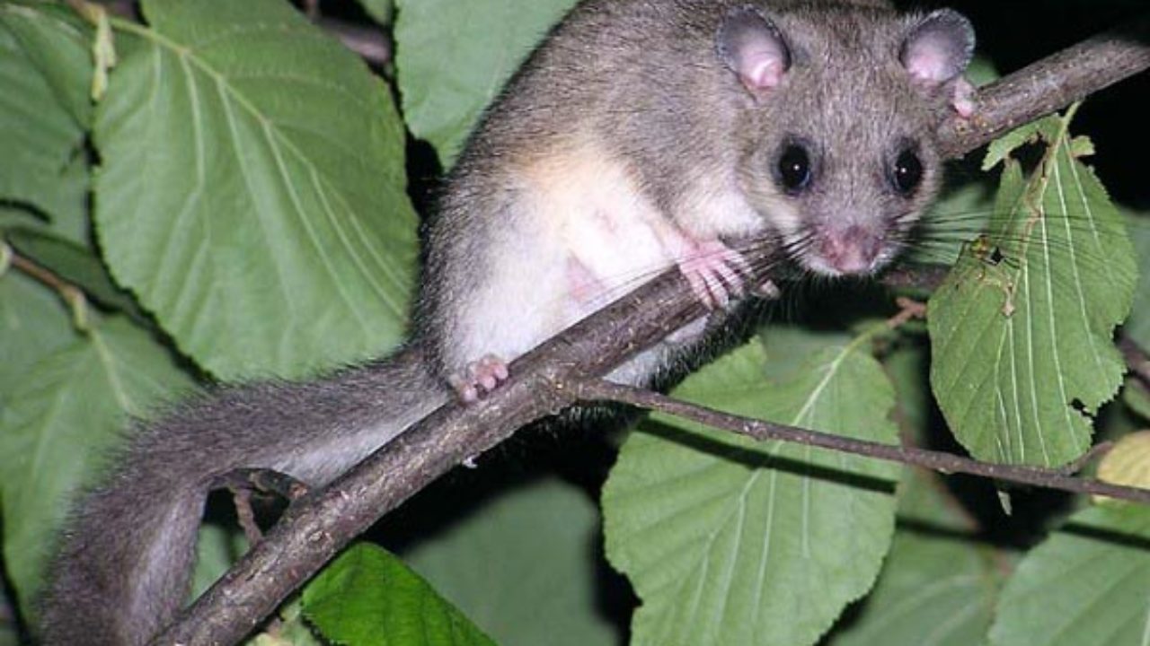 Nebrodi: danni dei ghiri, governo chiede stato di calamità