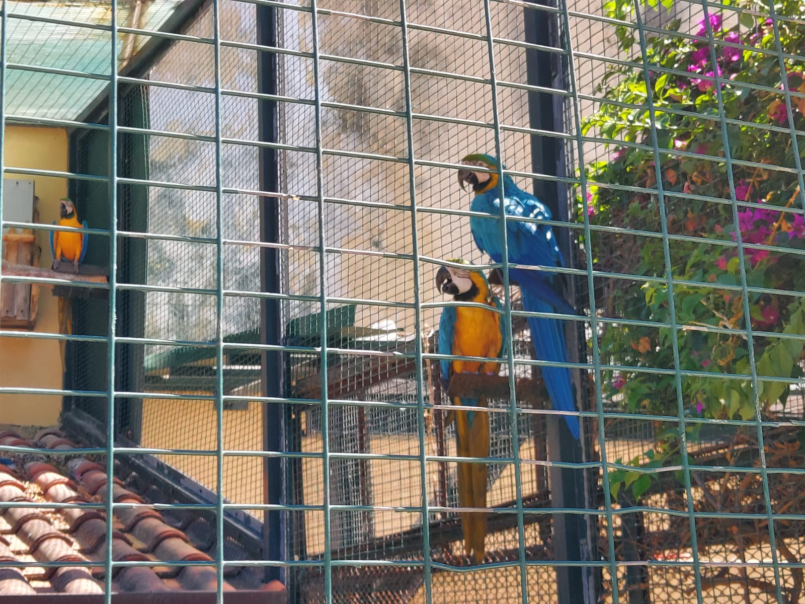 Parco Orleans di Palermo: trovato l’accordo, gli animali sono della Regione