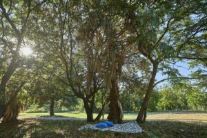 Progetto Parco di Villa Tasca. Un’oasi nel cuore di Palermo, un nuovo spazio verde aperto alla città...