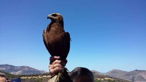 Liberazione di rapaci a Ficuzza. A seguito dei molteplici recuperi di volatili in difficoltà operati...
