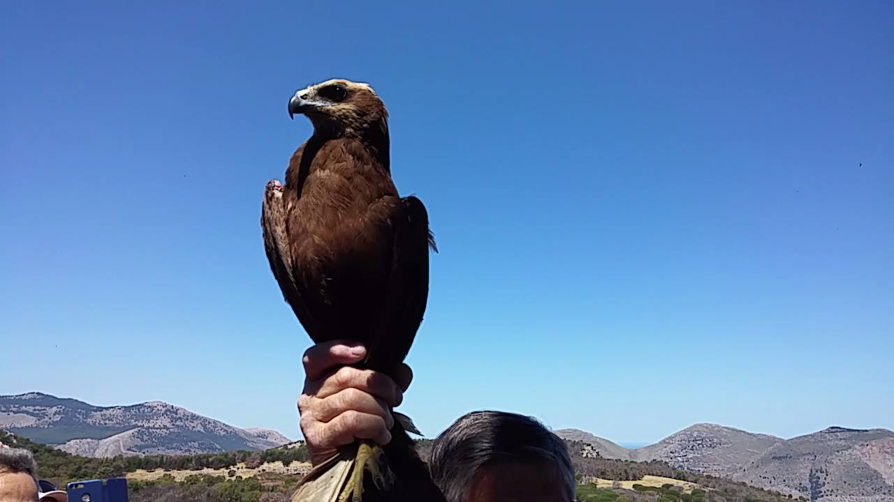 Liberazione di rapaci a Ficuzza, curati al Centro di Recupero Fauna Selvatica