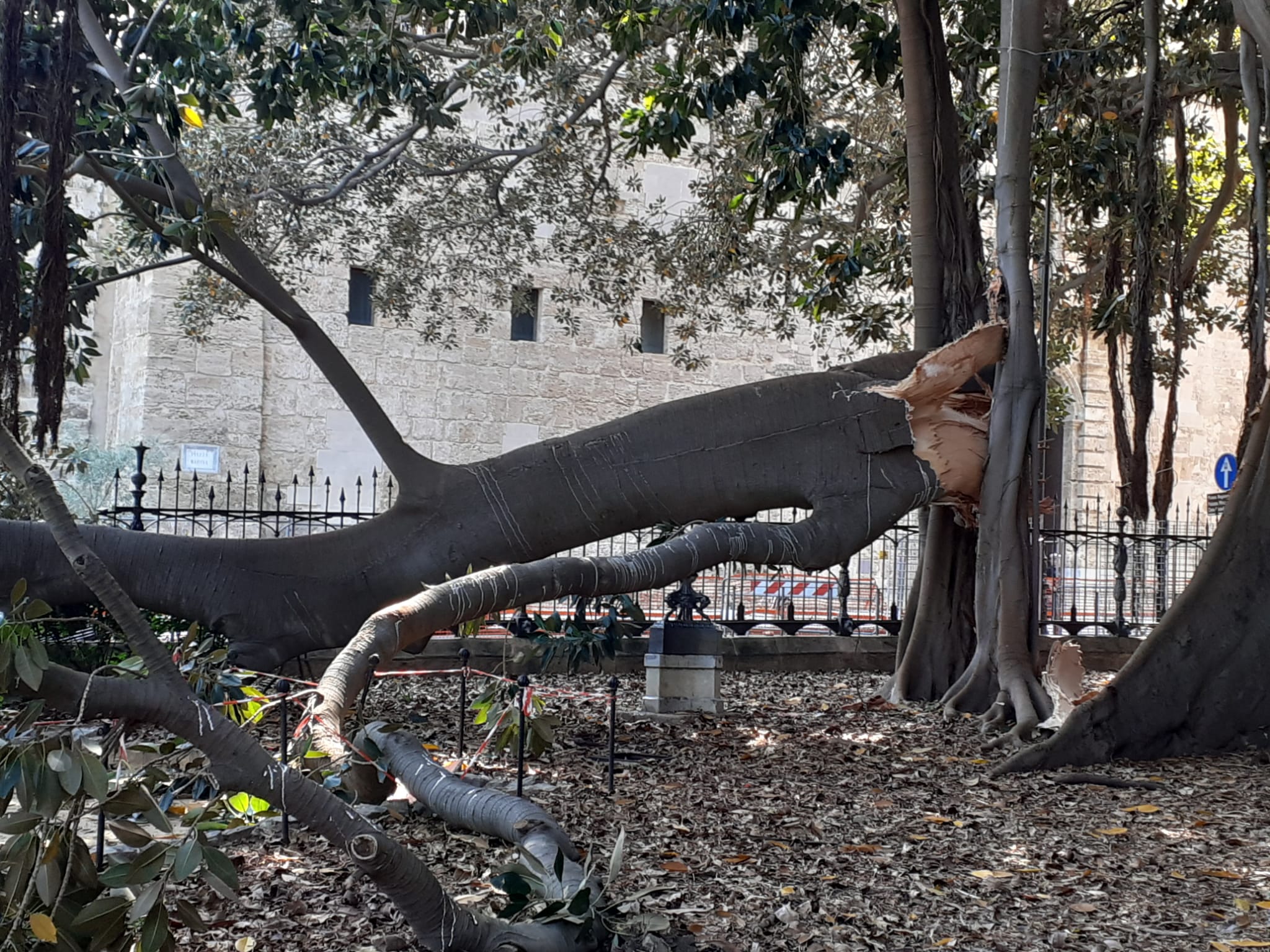 Ficus secolare di piazza Marina, cede branca laterale: squilibri idrici