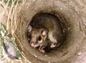 Produzione scarsa noccioli. La Regione Sicilia ha chiesto lo stato di calamità al fine di risarcire...