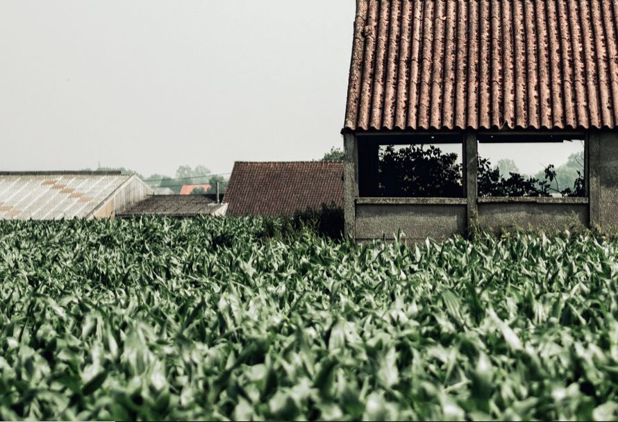 Tabacco, il Veneto ai vertici della produzione italiana di qualità