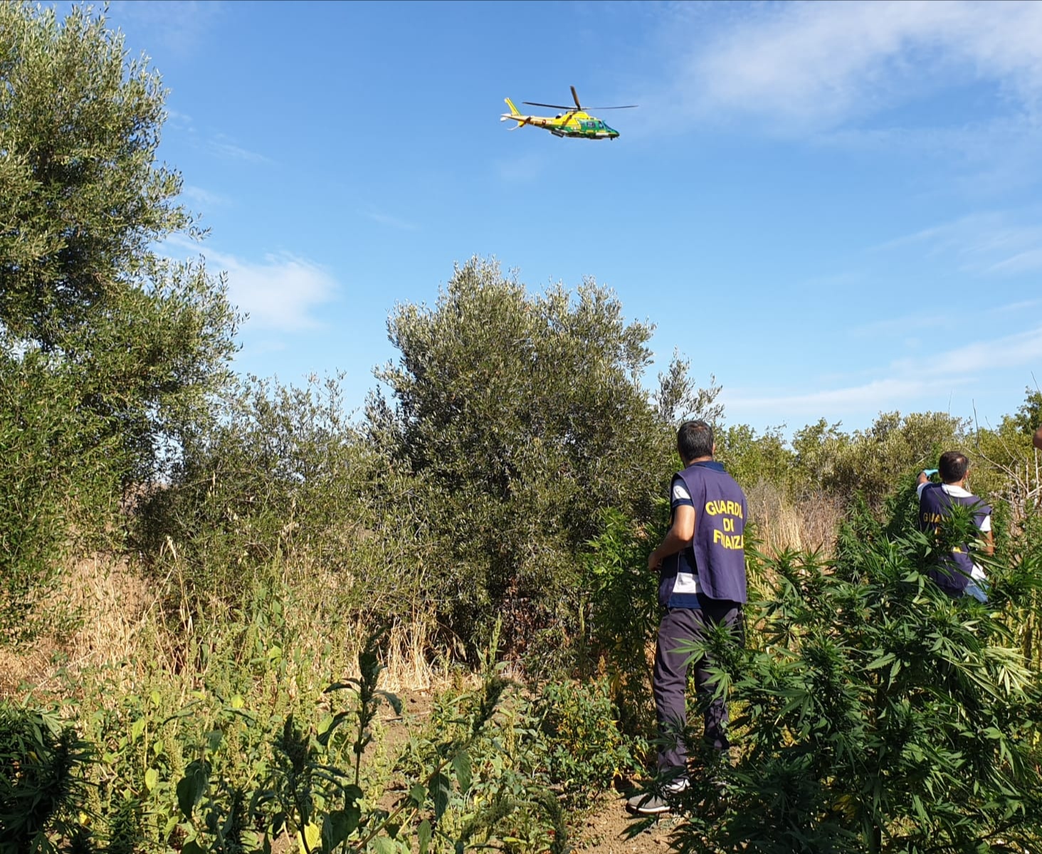 Sequestrata piantagione di canapa indiana a Monreale