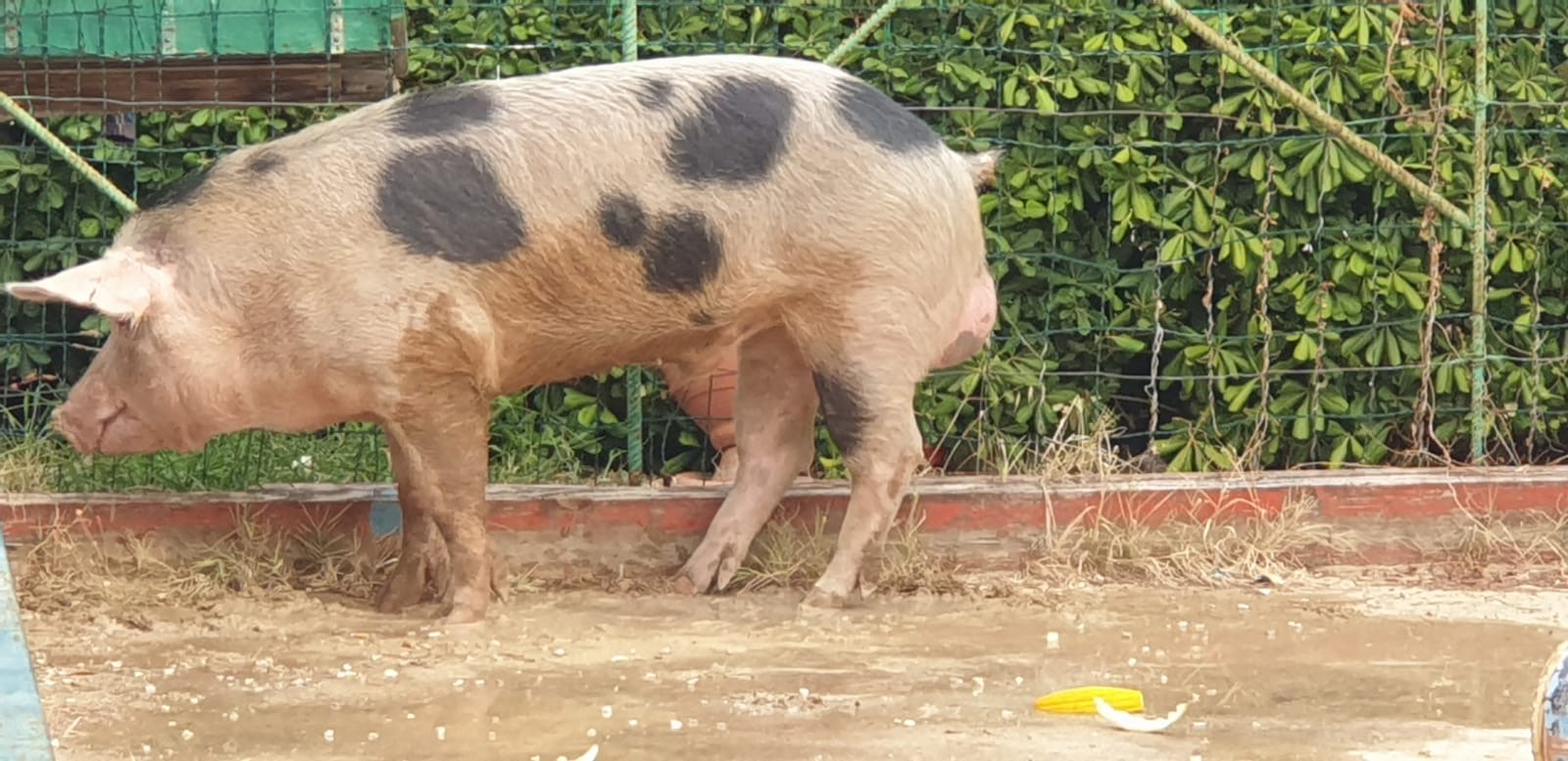Maiale scorrazza allo Zen terrorizzando i residenti, recuperato dalla Municipale