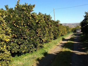 Malsecco degli agrumi