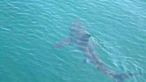 Squali nel Trapanese