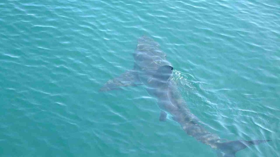 Squali nel Trapanese appello della Capitaneria di porto: riferire avvistamenti