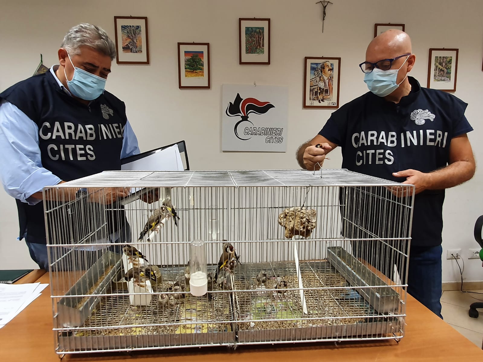 Teneva in gabbia 19 cardellini, denunciato un ragazzo palermitano