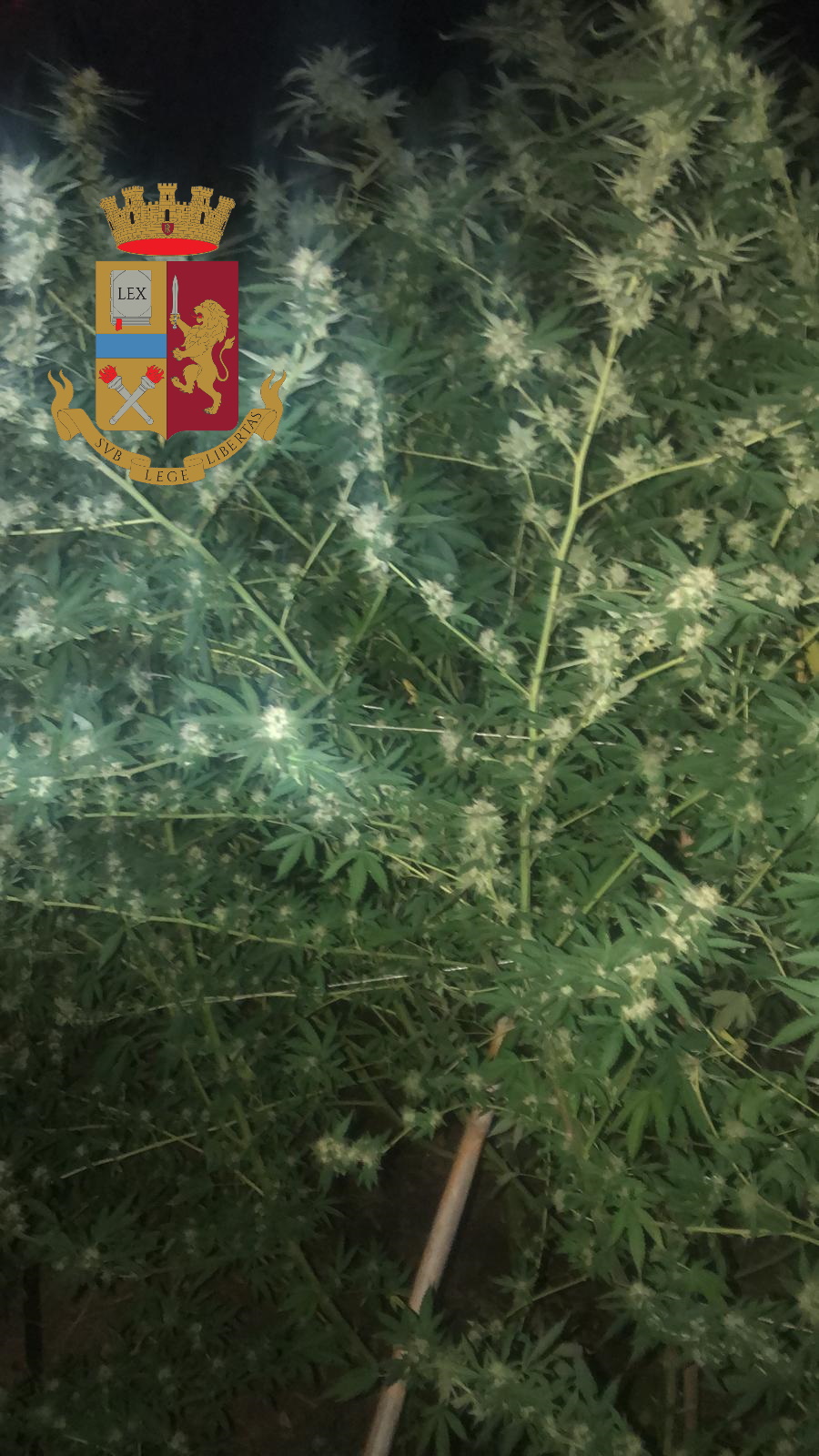 Palermo, scoperta una piantagione di marijuana a Pallavicino