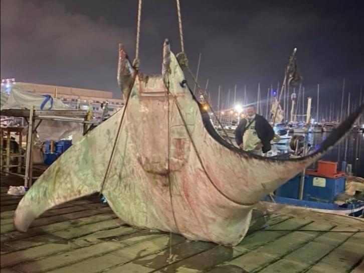 Recuperata manta di 450 chili alla Cala di Palermo