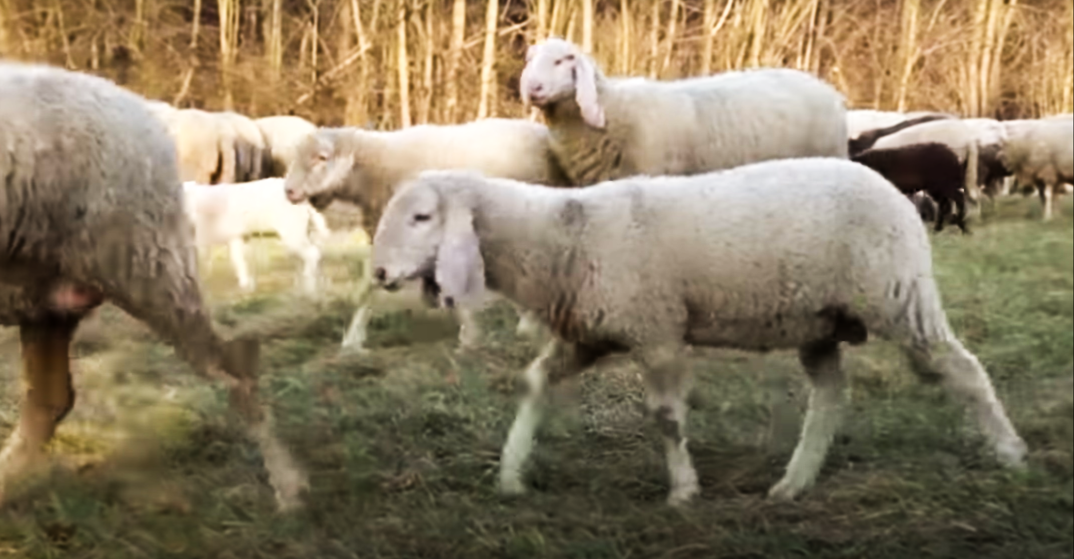 Due auto contro un gregge a Partinico: morte più di 30 pecore