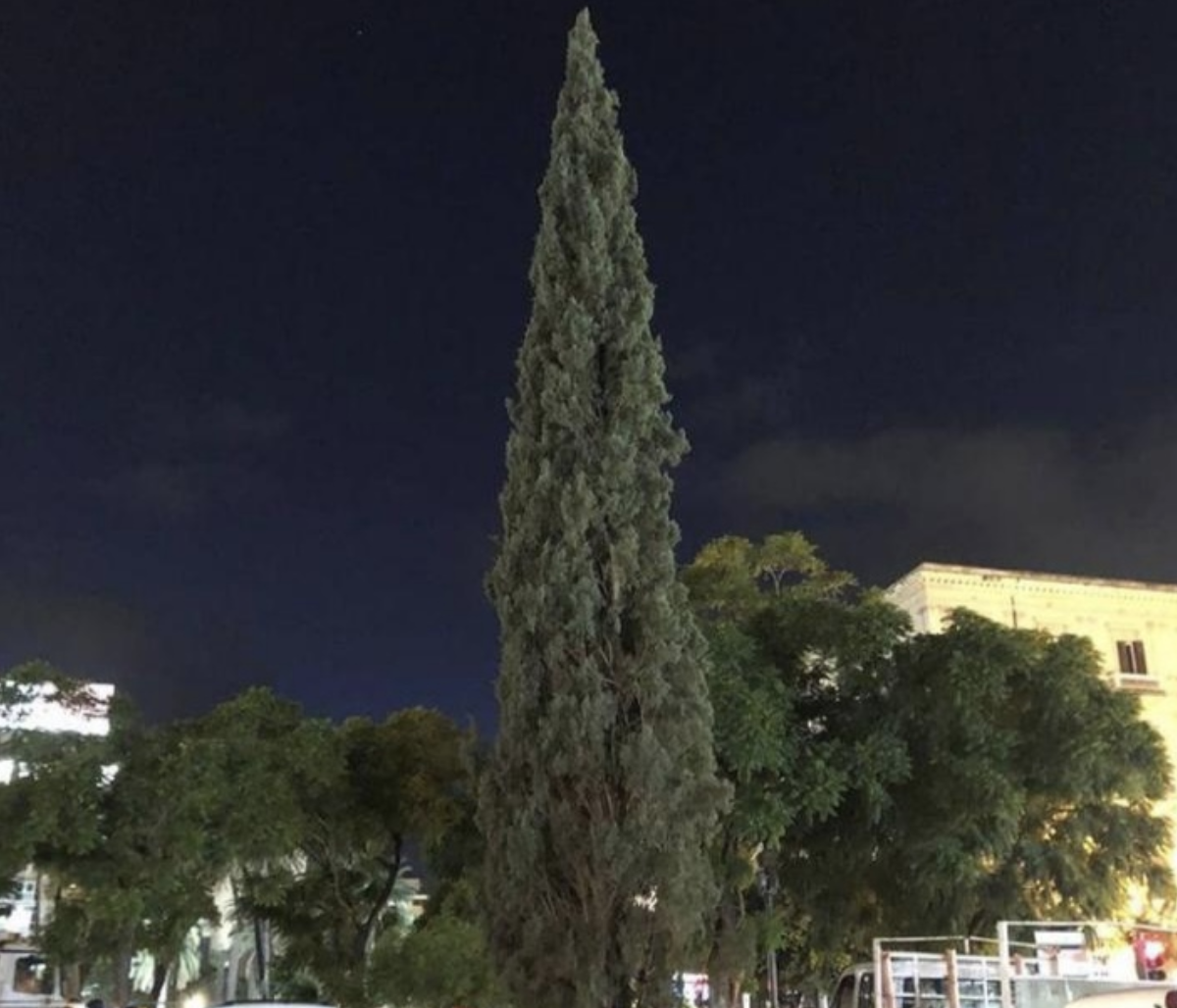 Il cipresso a piazza  Politeama a Palermo, collocato e poi rimosso