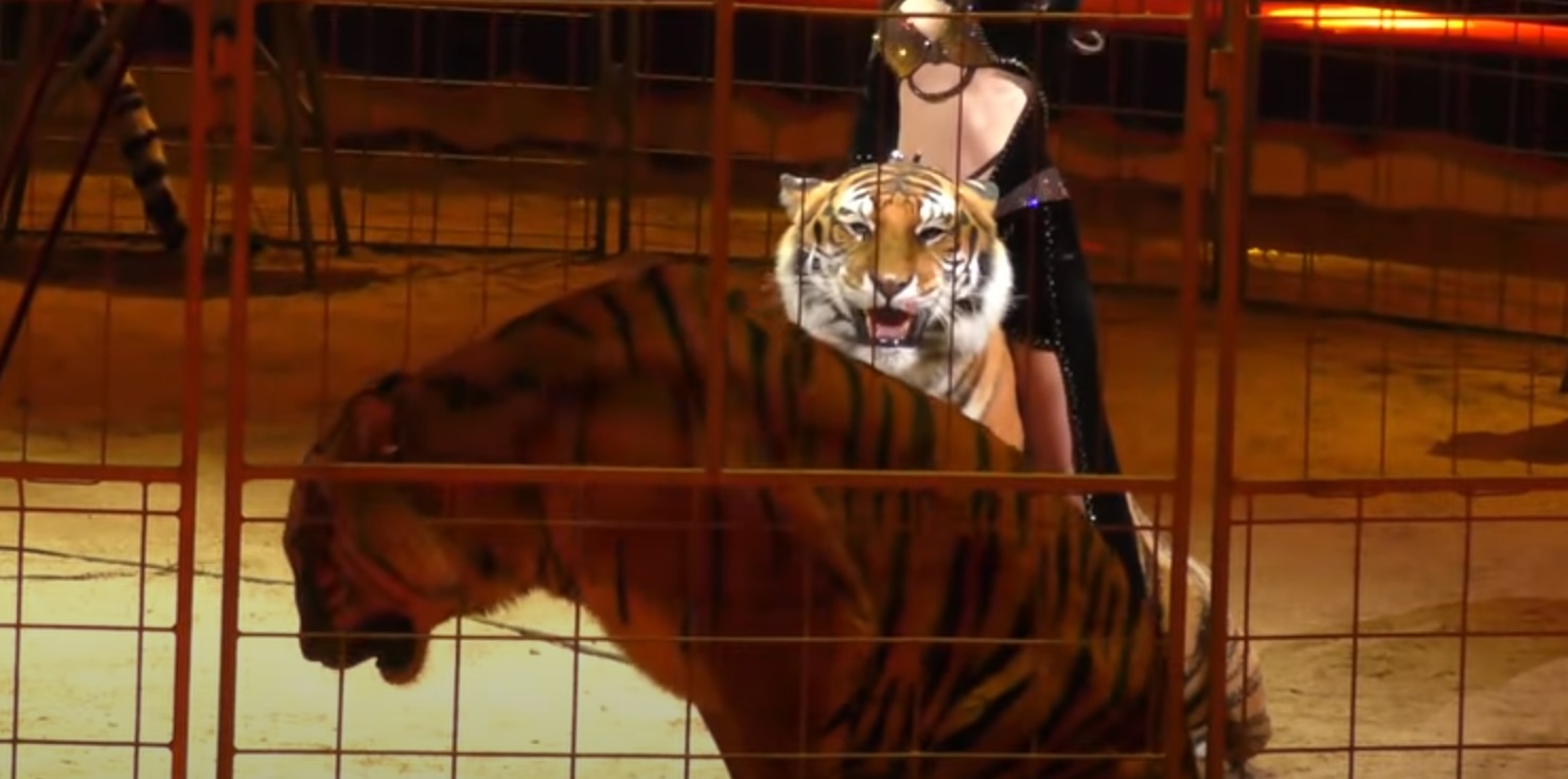 Palermo, sequestrati leoni e altri animali “pericolosi” in un circo