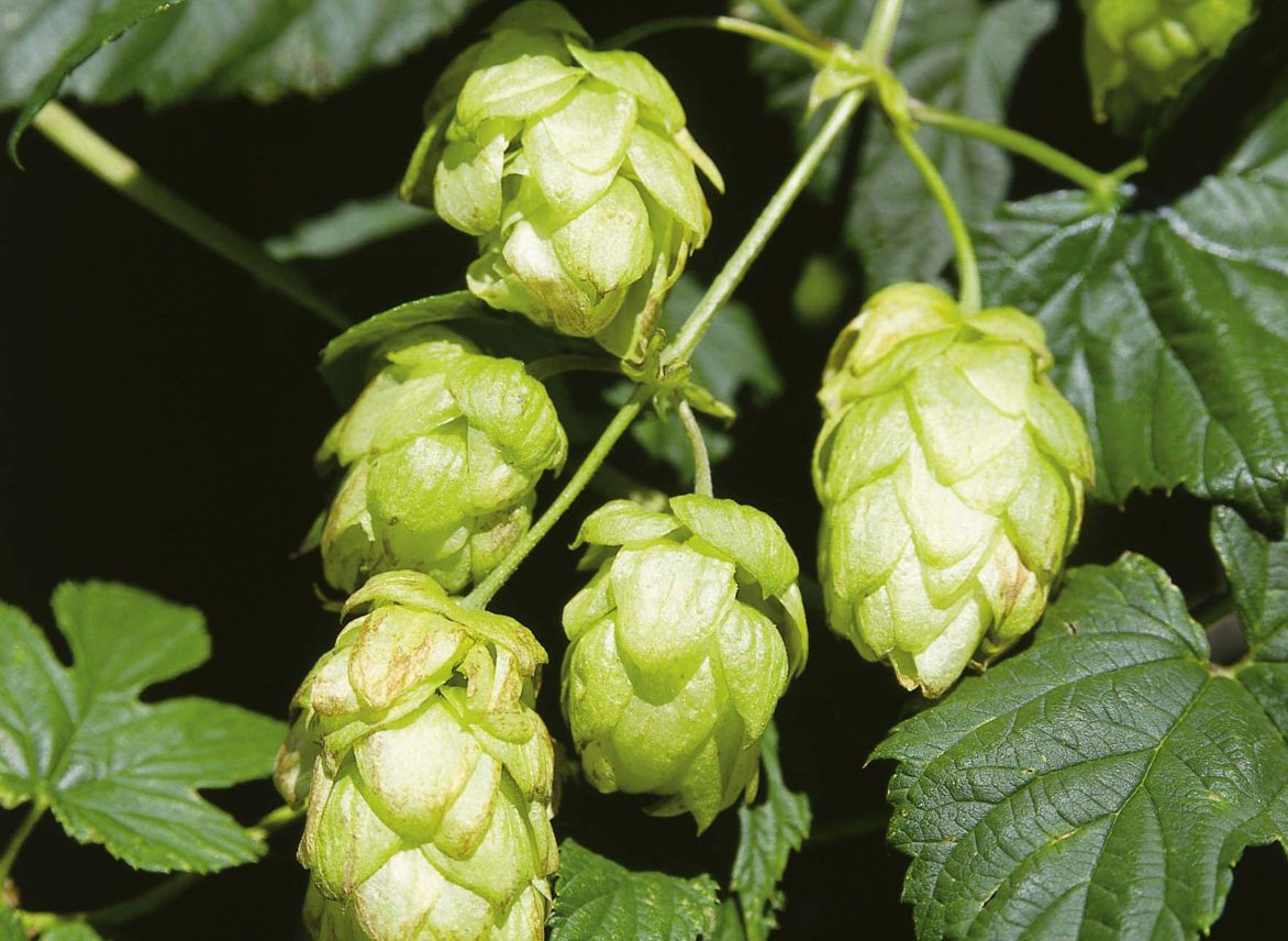 Copagri “Supportare la filiera del luppolo per la birra 100% italiana”