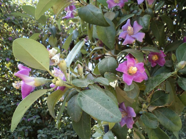 Via 5 alberi in via Mongitore a Palermo: il fiore causa irritazioni