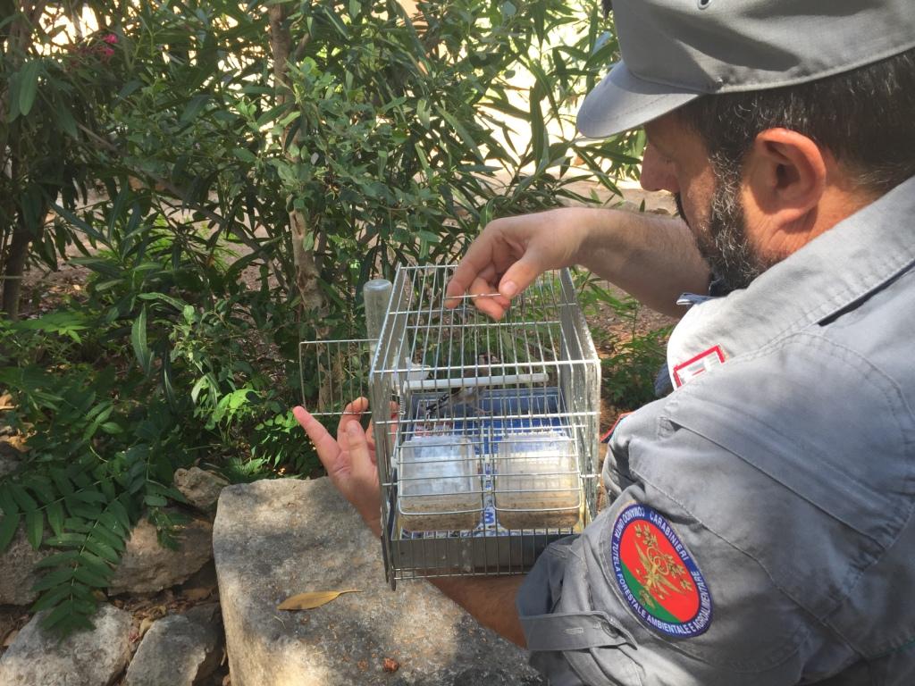 Blitz dei Carabinieri Forestali a Ballarò contro i venditori di cardellini