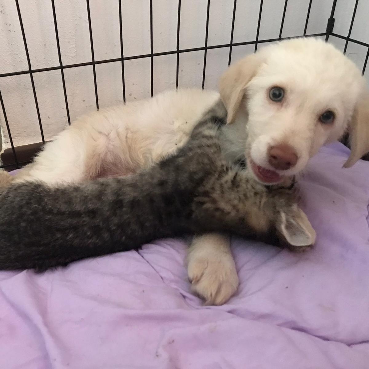 Hola, cucciola cieca lanciata da un’auto: adottabile, ma solo insieme alla sua amica Micia