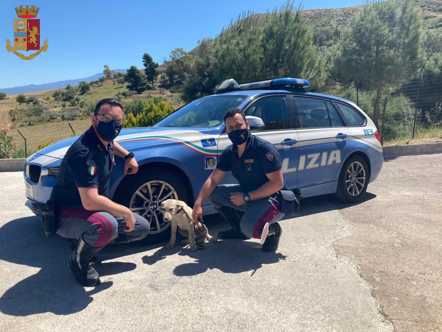 Salvato da morte sicura un cagnolino sull’autostrada A19: ora è al sicuro