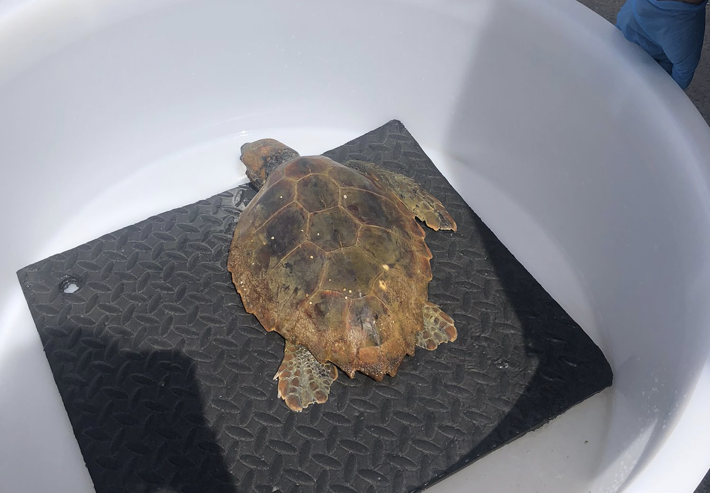 Recuperata tartaruga marina ferita a Palermo dopo una segnalazione