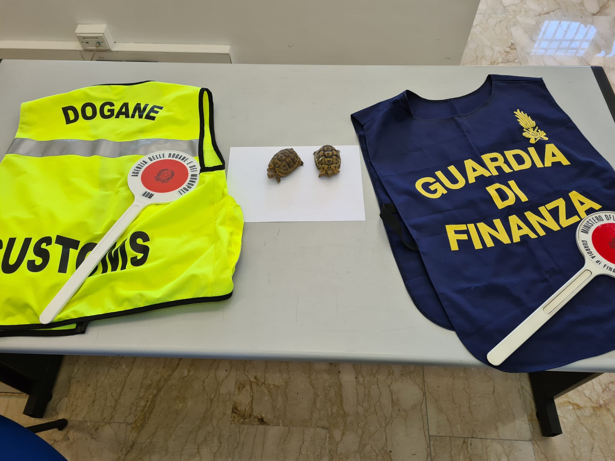 Importazione abusiva di due esemplari di “Testudo Graeca”