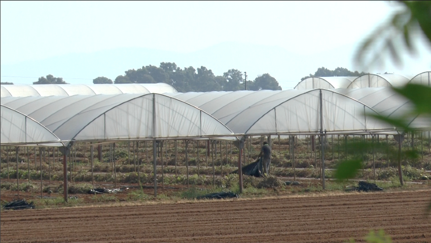 Lavoro in serra con temperature altissime, le richieste dei sindacati