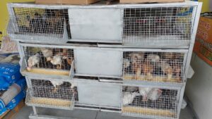 Nel corso della settimana la Polizia di Stato ha intensificato l’attività di controllo del...