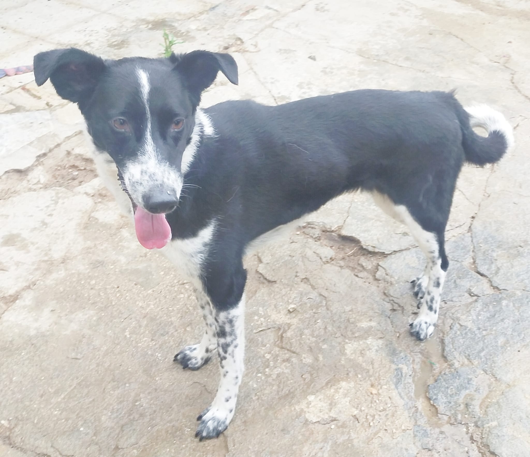 Si trasferisce dalla Sicilia alla Puglia e abbandona il cane nel cortile di casa