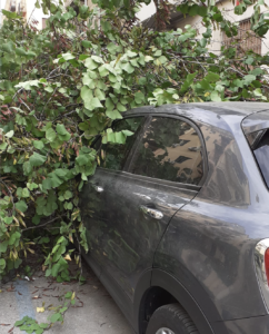 "Non passa giorno a Palermo che non cada un albero. Oggi due: un albero a Villa Niscemi ed un altro...