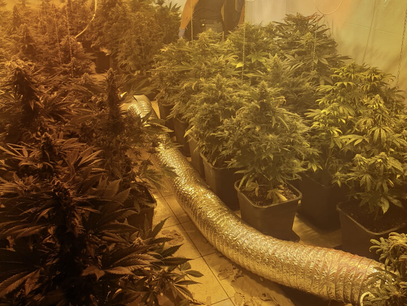 Scoperta serra indoor di marijuana in appartamento alla Zisa