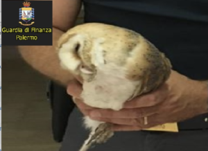 Nei giorni scorsi, i finanzieri della Compagnia della Guardia di Finanza di Partinico in servizio di...